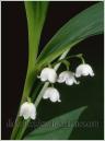 lilly of the valley